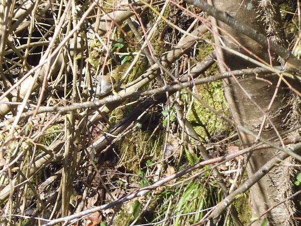 Capinera  - Maria Rita Gelso