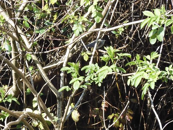 Capinera  - Maria Rita Gelso