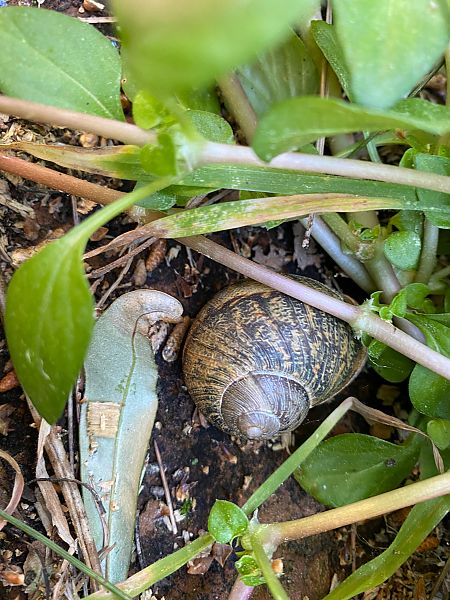 Cornu aspersum  - Maria Rita Gelso