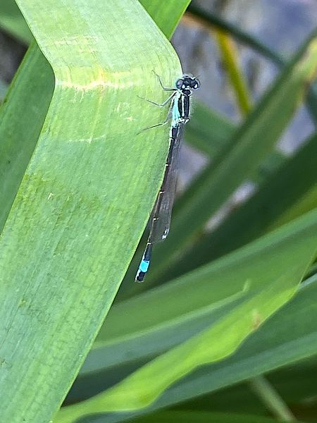 Ischnura elegans  - Maria Rita Gelso