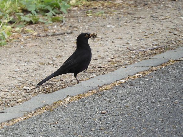 Merlo  - Maria Rita Gelso