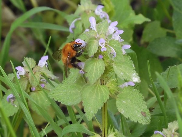 Bombus pascuorum  - Maria Rita Gelso