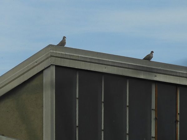 Tortora dal collare  - Maria Rita Gelso