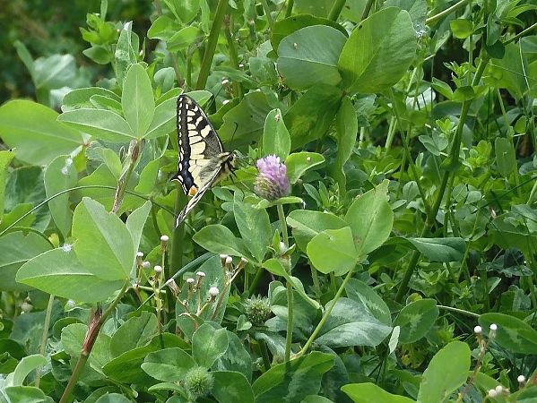 Papilio machaon  - Maria Rita Gelso