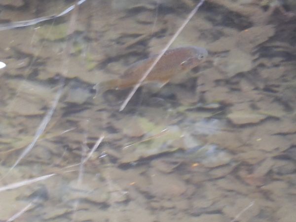 Persico sole  - Maria Rita Gelso