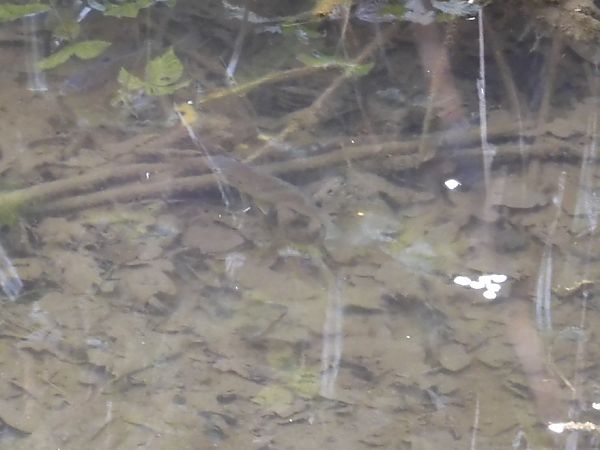 Cavedano  - Maria Rita Gelso