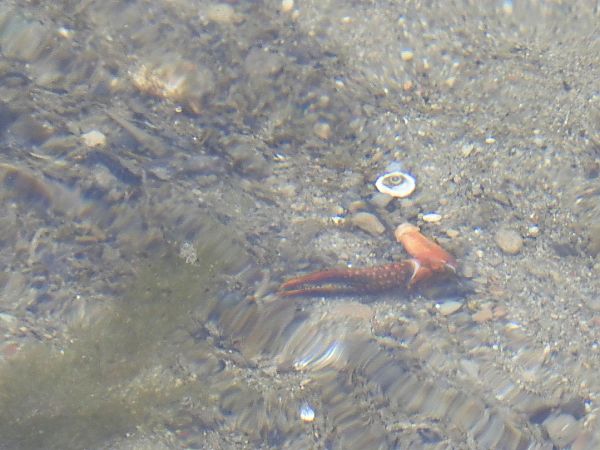 Gambero rosso della Louisiana  - Maria Rita Gelso
