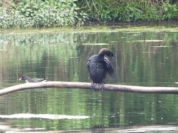 Marangone minore  - Maria Rita Gelso