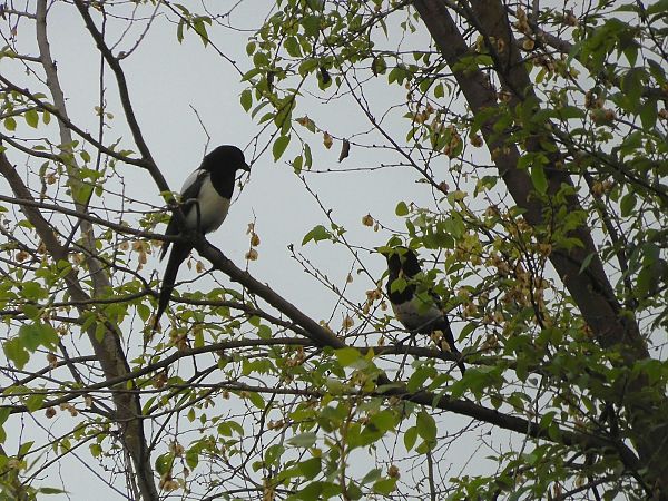 Gazza  - Maria Rita Gelso