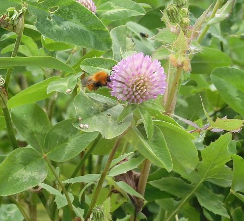 Bombus pascuorum  - Maria Rita Gelso