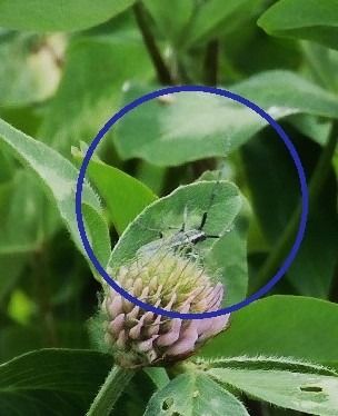 Agapanthia cardui  - Maria Rita Gelso