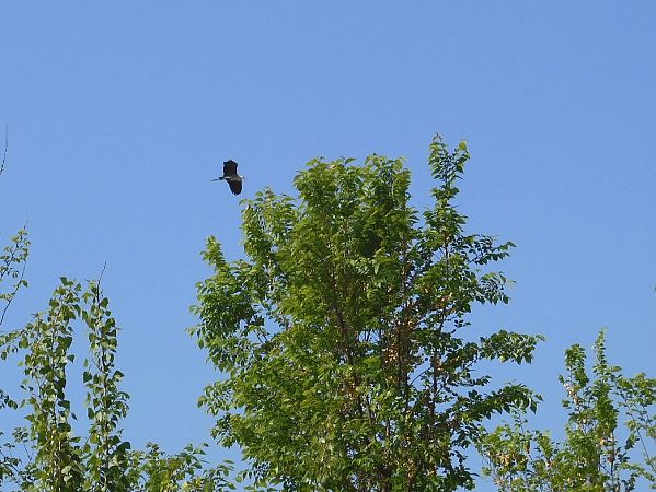 Airone cenerino  - Maria Rita Gelso