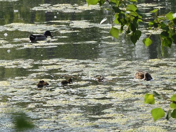 Germano reale  - Maria Rita Gelso