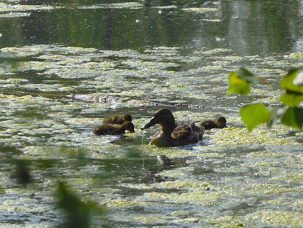 Germano reale  - Maria Rita Gelso
