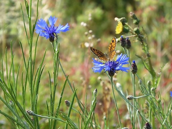 Lasiommata megera  - Maria Rita Gelso