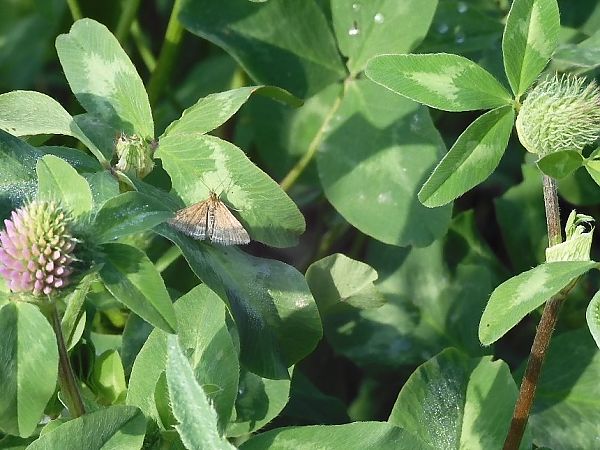 Pyrausta despicata  - Maria Rita Gelso
