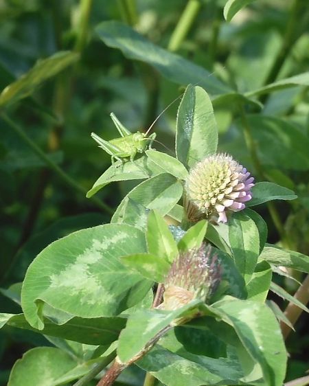 Tettigonia viridissima  - Maria Rita Gelso