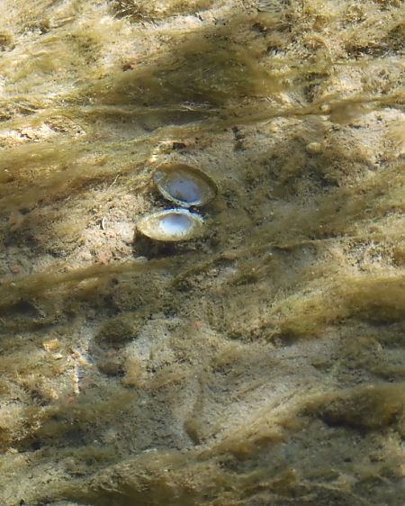 Corbicula fluminea  - Maria Rita Gelso