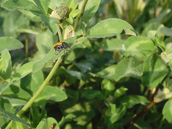 Lachnaia italica  - Maria Rita Gelso