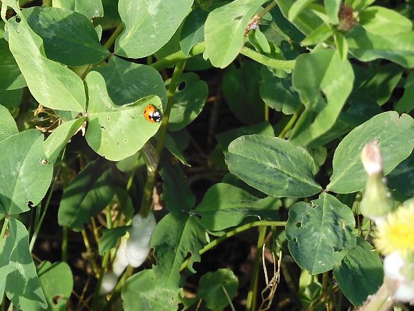 Coccinella septempunctata  - Maria Rita Gelso