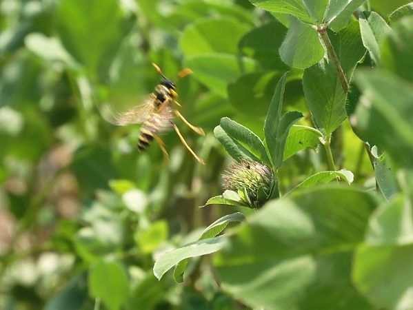 Polistes dominula  - Maria Rita Gelso