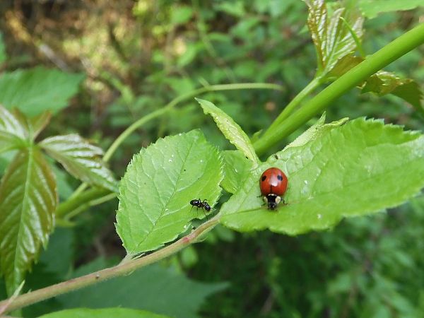 Adalia bipunctata  - Maria Rita Gelso