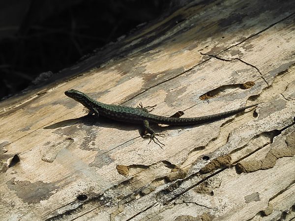 Lucertola muraiola  - Maria Rita Gelso