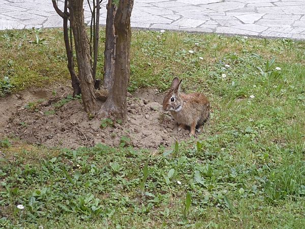 Silvilago  - Maria Rita Gelso