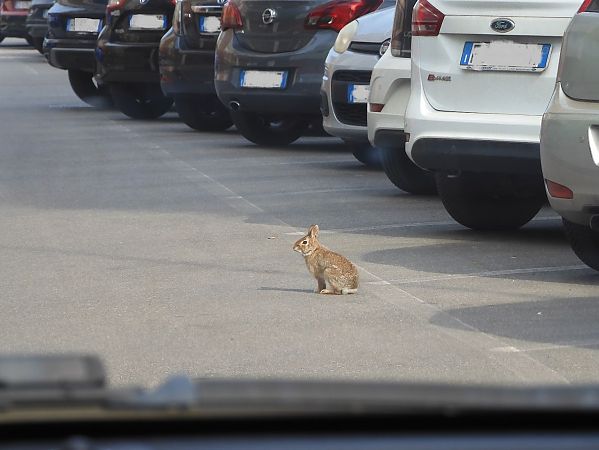 Silvilago  - Maria Rita Gelso