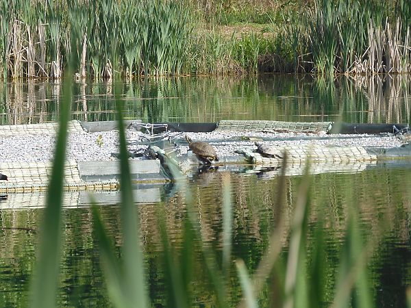 Testuggine palustre americana  - Maria Rita Gelso