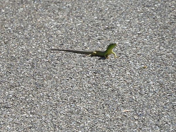 Ramarro occidentale  - Maria Rita Gelso