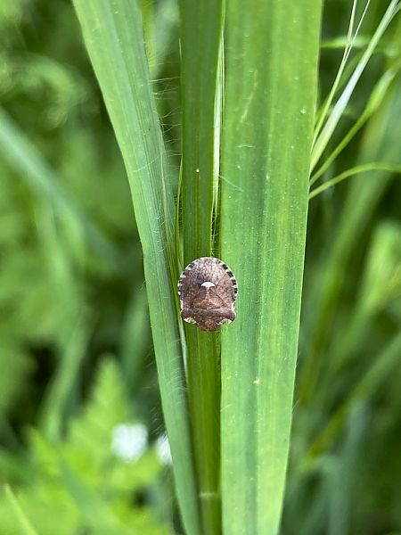 Heteroptera sp.  - Maria Rita Gelso