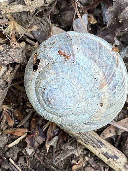Helix pomatia  - Maria Rita Gelso