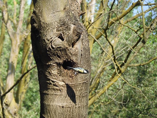 Cinciallegra  - Maria Rita Gelso