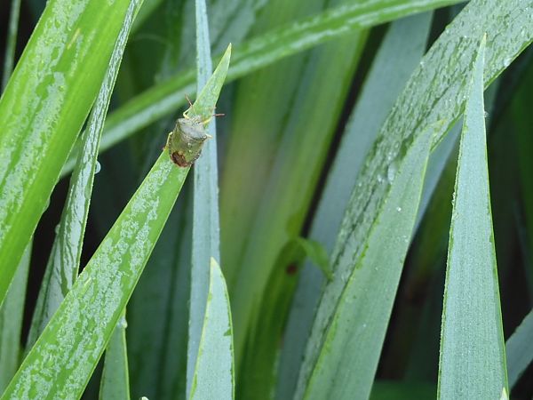 Heteroptera sp.  - Maria Rita Gelso