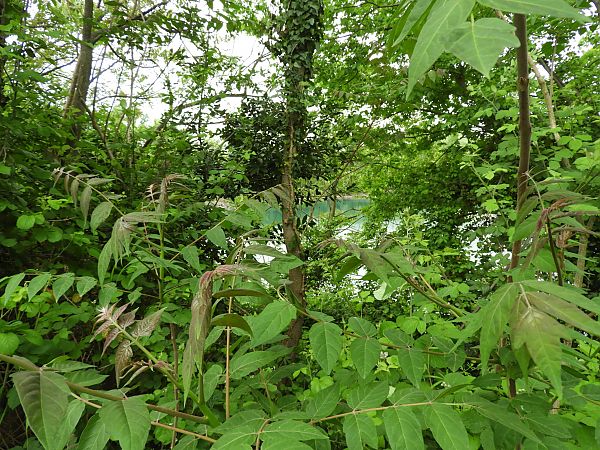 Ailanthus altissima  - Maria Rita Gelso