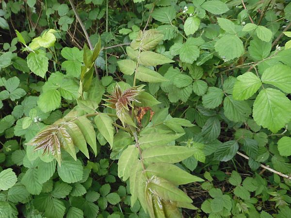 Ailanthus altissima  - Maria Rita Gelso