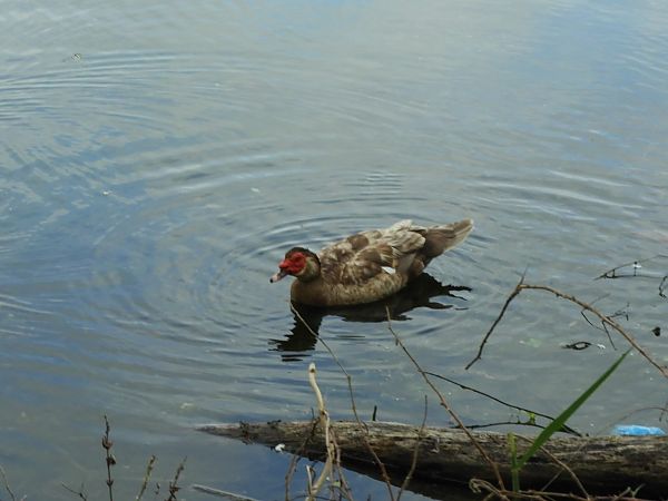 Anatra muta  - Maria Rita Gelso