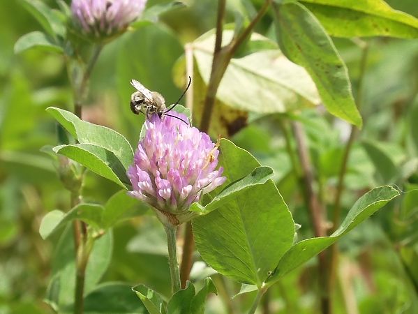 Eucera nigrescens  - Maria Rita Gelso