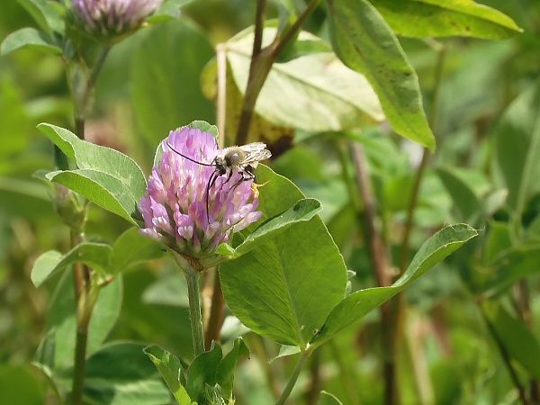 Eucera nigrescens  - Maria Rita Gelso
