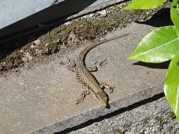 Lucertola muraiola  - Maria Rita Gelso