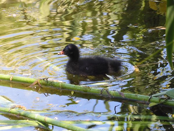 Gallinella d'acqua  - Maria Rita Gelso