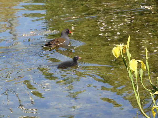 Gallinella d'acqua  - Maria Rita Gelso