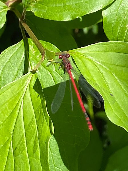 Pyrrhosoma nymphula  - Maria Rita Gelso