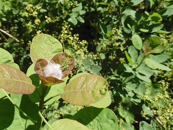 Tettigonia viridissima  - Maria Rita Gelso