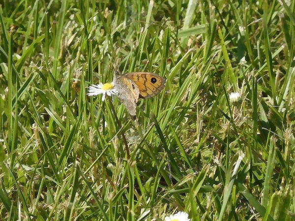 Lasiommata megera  - Maria Rita Gelso