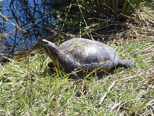 Testuggine palustre dalle orecchie rosse  - Maria Rita Gelso