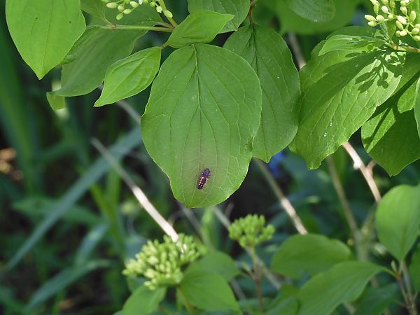 Harmonia axyridis  - Maria Rita Gelso