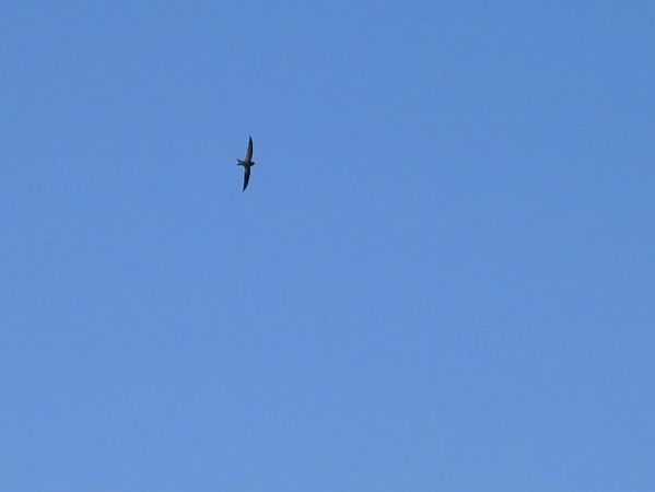 Mauersegler  - Maria Rita Gelso