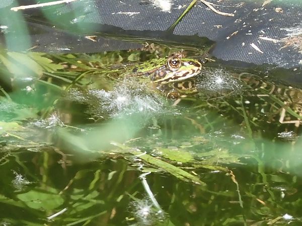 Complesso Rana verde  - Maria Rita Gelso